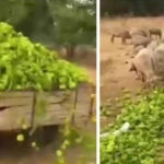 bakanliktan-biber-videolarina-iliskin-aciklama-goruntuler-eski-adli-surec-baslatildi-1Onipb99